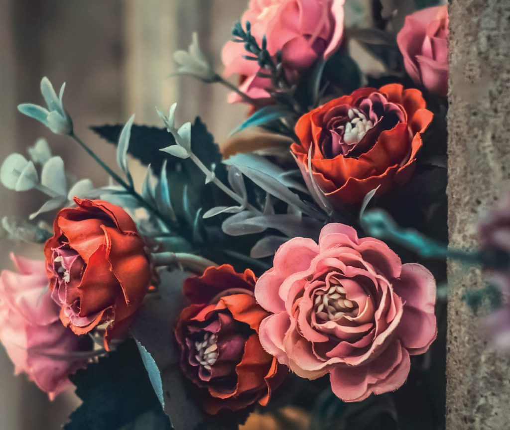 photo de roses
