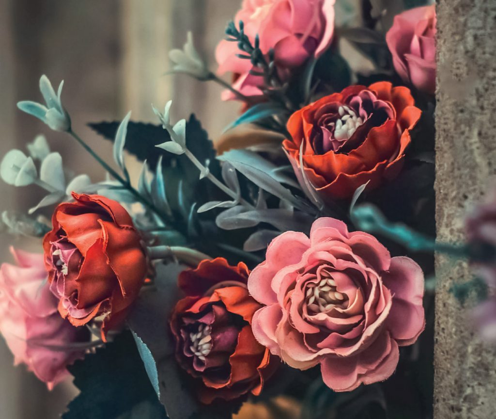 photo de roses